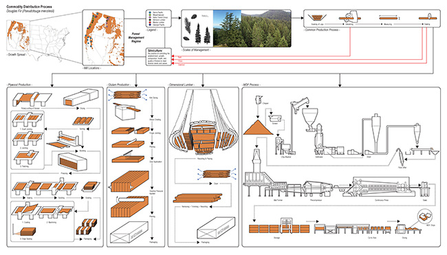 Douglas fir production process diagram by Karno Widjaja (MArch '13, MDes '17)