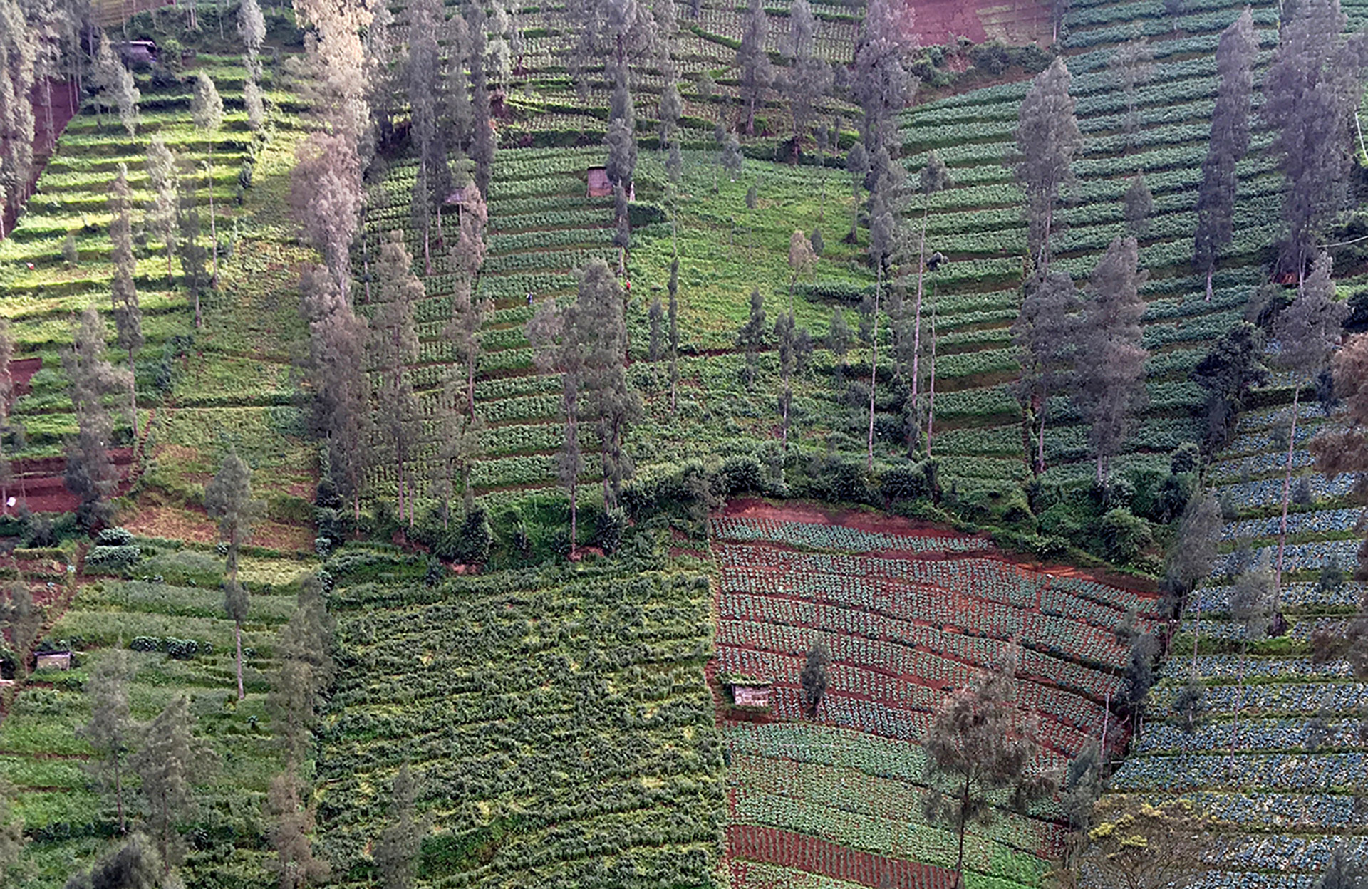 Wonokitri, Mount Bromo, East Java, Indonesia. Jan, 2016.