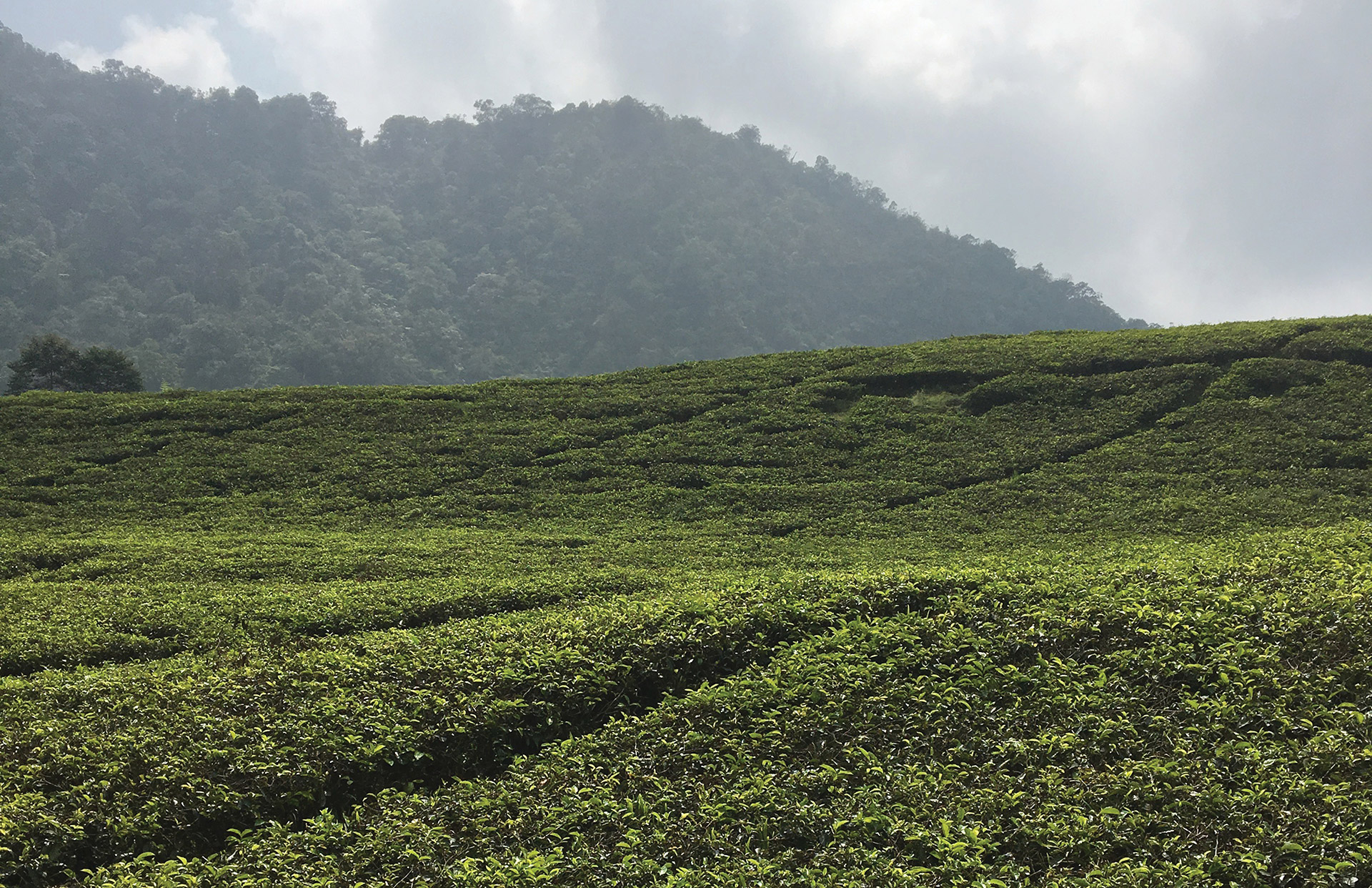 Abandoned tea plantation. Gunung Gede, JABODETABEK, West Java, Indonesia, 2016