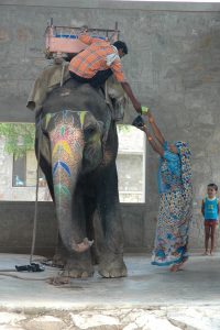 Hathigaon Elephant Village