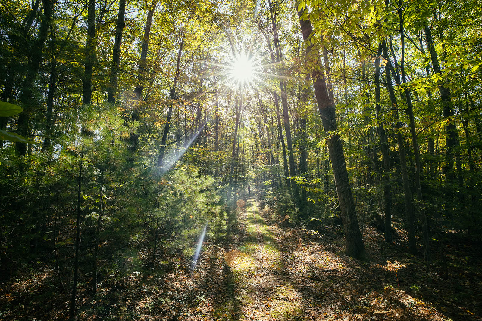 Field trip to Harvard Forest for HIS-4447 Forest, Grove, Tree: Planting Urban Landscapes