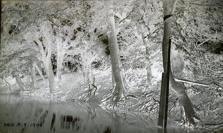 Plate of tree roots holding up bank flood measure.