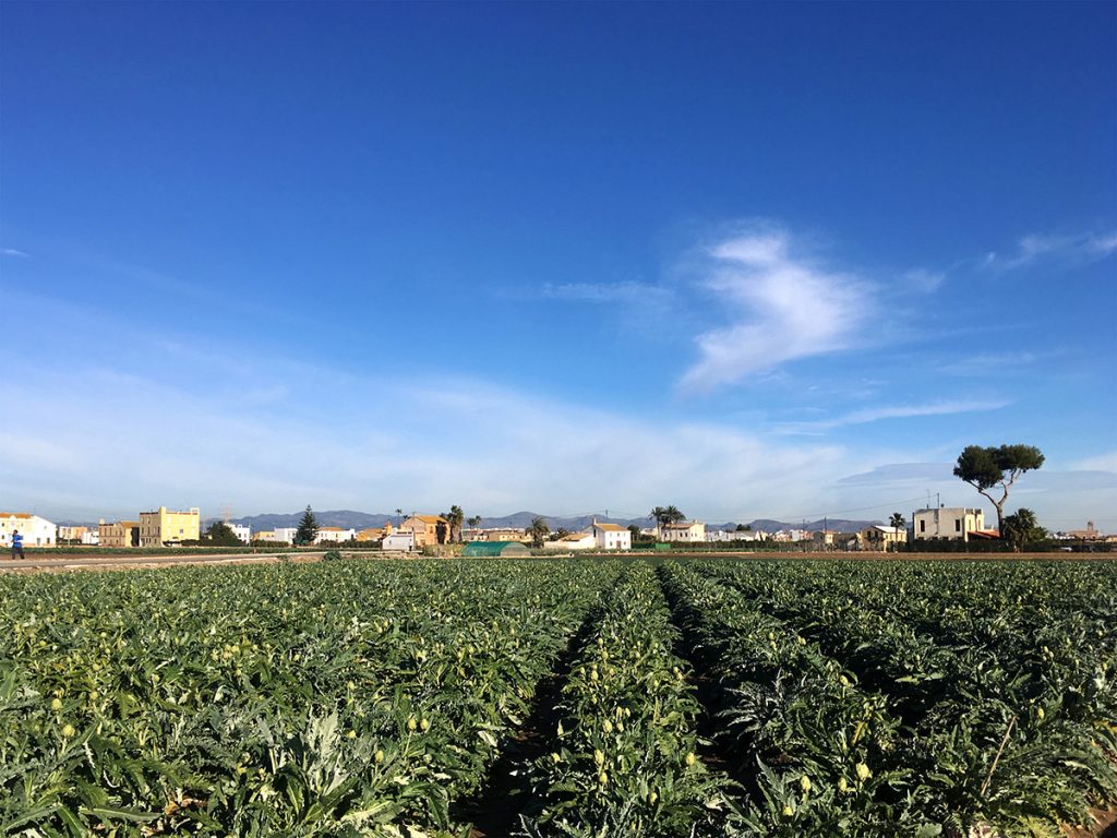 The Huerta: a collection of irrigated farmlands is both a productive landscape and extremely beautiful.