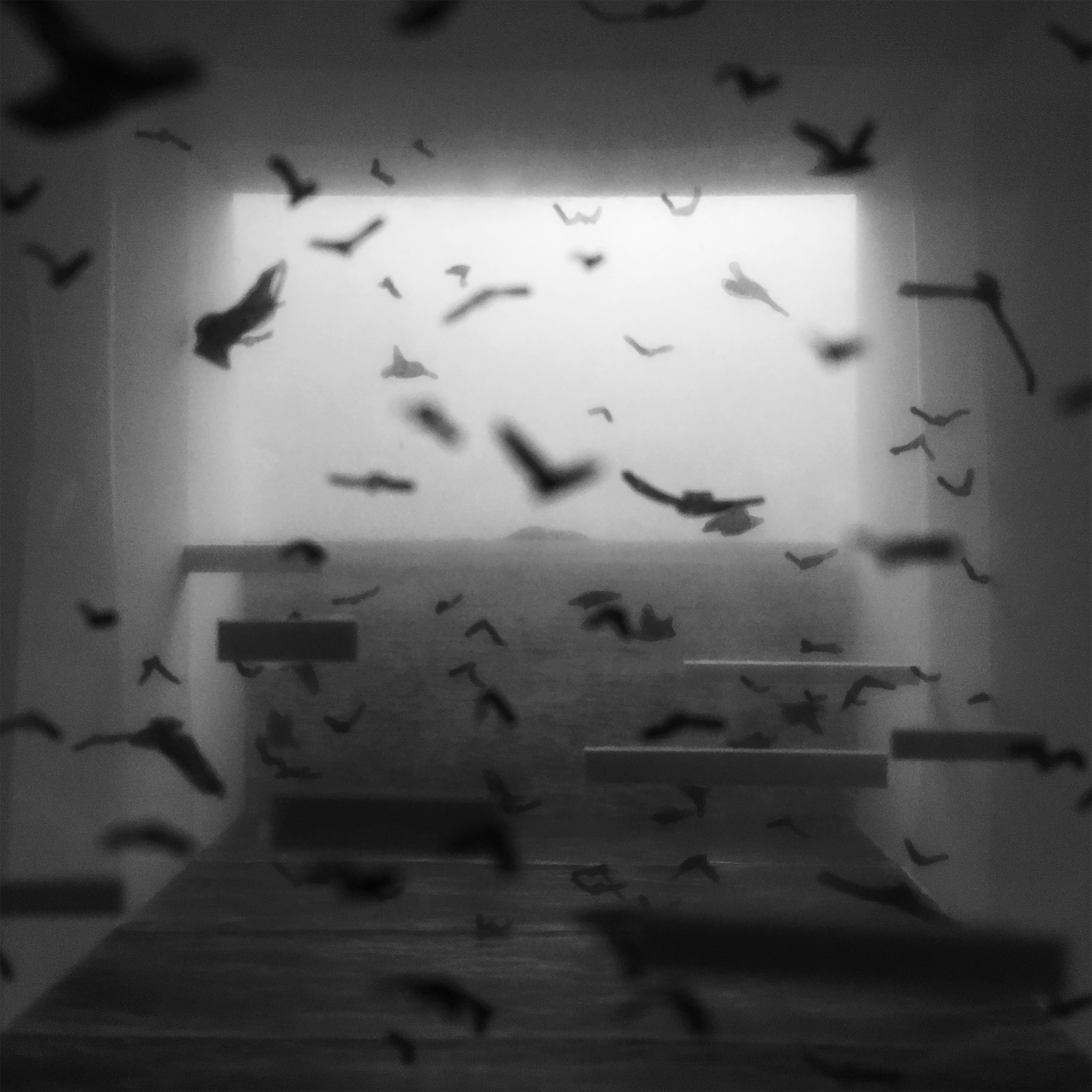 black and white surreal image of flying birds inside a room
