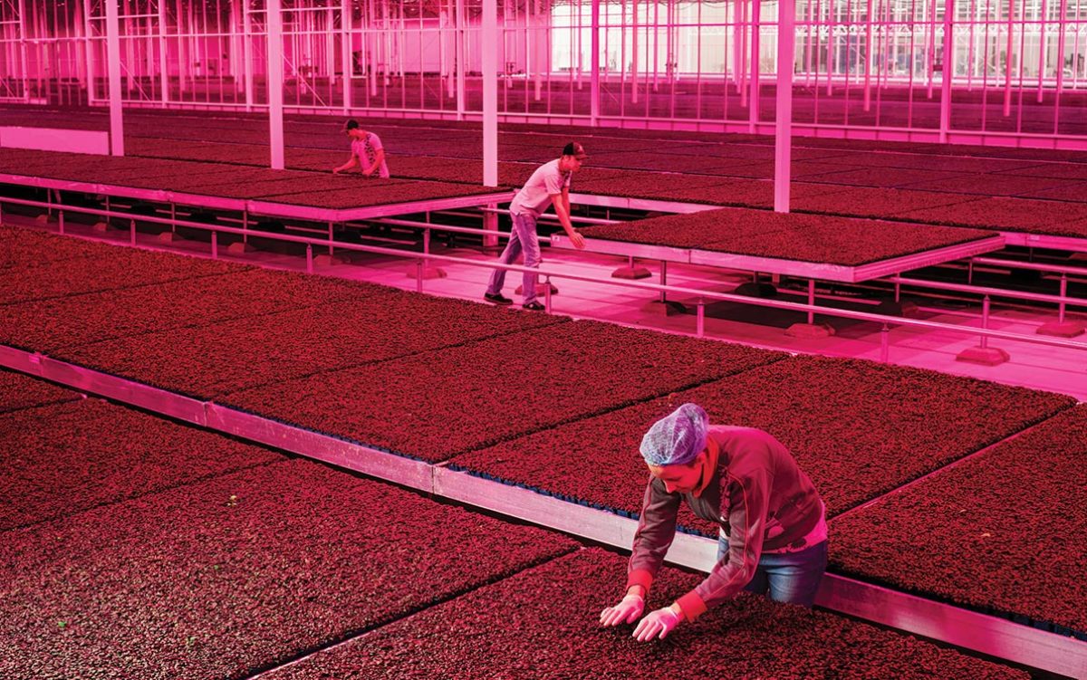 Workers in a sprawling greenhouse