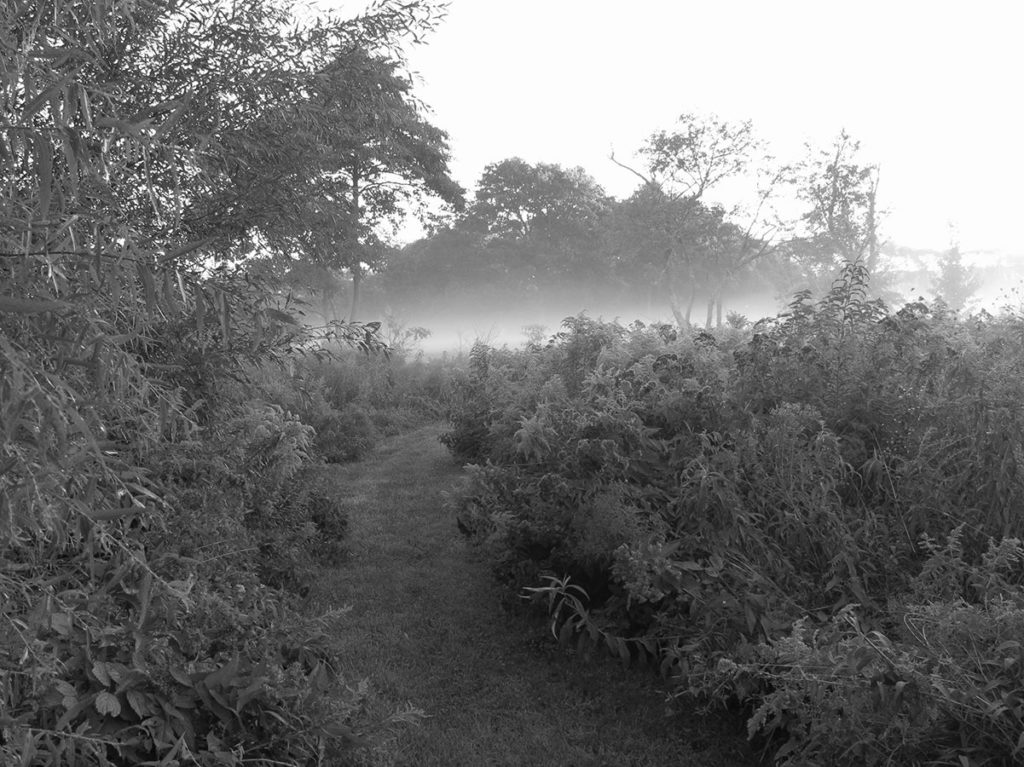 Winding path amongst shrubs fading into fog