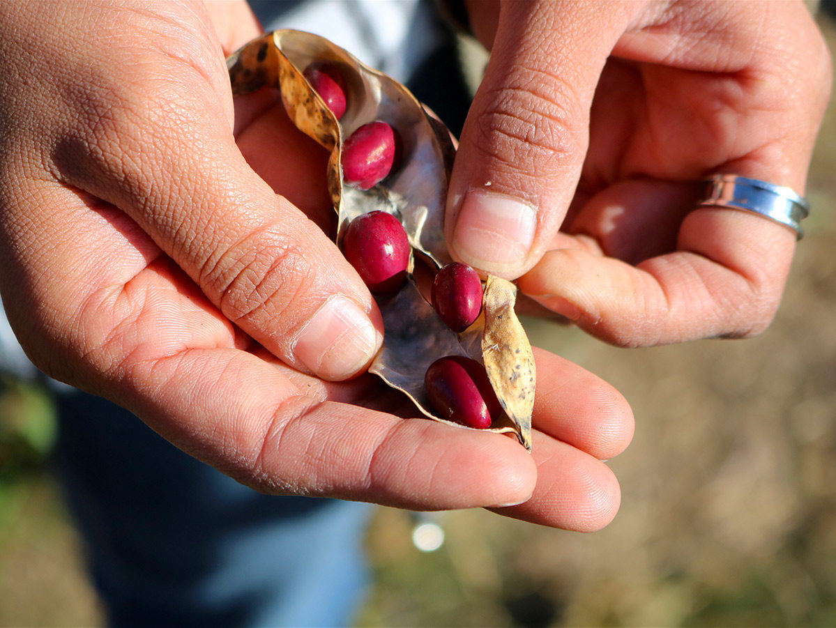 Bean pod being opened by two hands