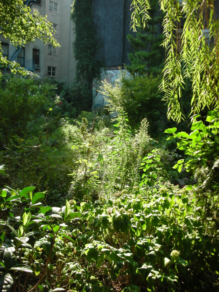 Urban garden