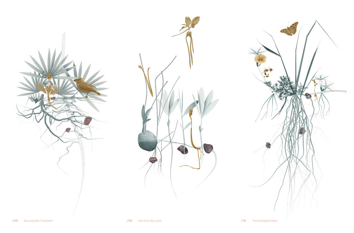 Drawings of vegetation