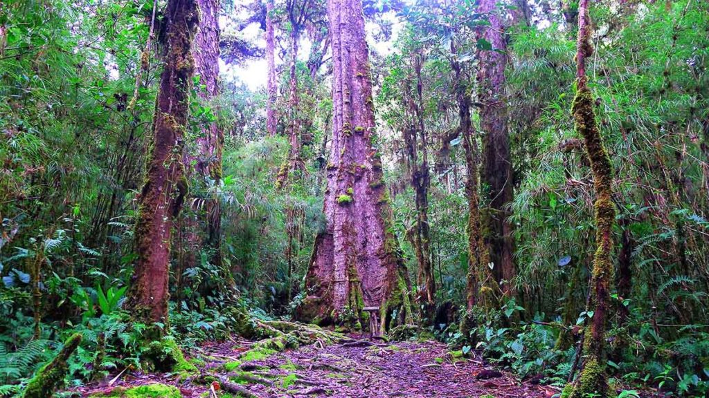 Clearing in a rainforest in Costa Rice surrounded by large trees