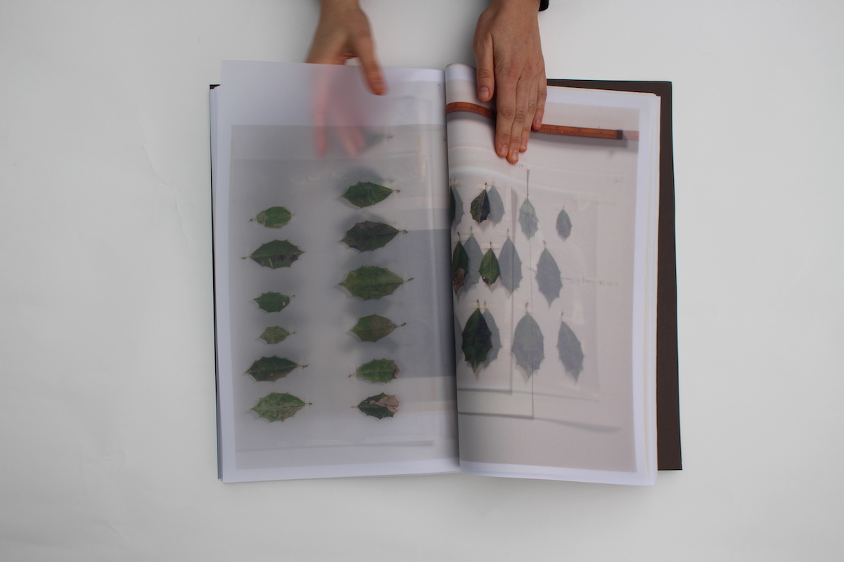 handing opening book with plant specimens inside