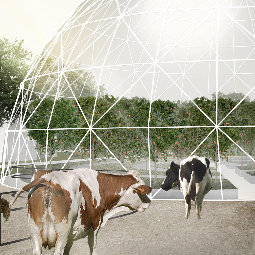 rendering with cows and dome