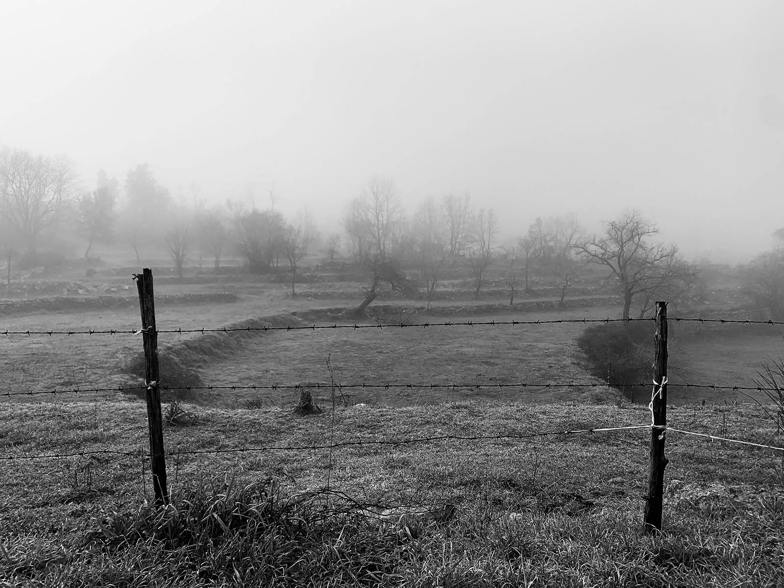 Typical Bench Terraces through which Vallecorsa_s low slopes have been shaped for agriculture