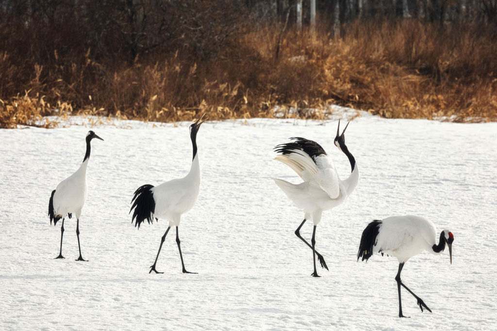 Images of the Red-crowned Cranes dancing in the snow