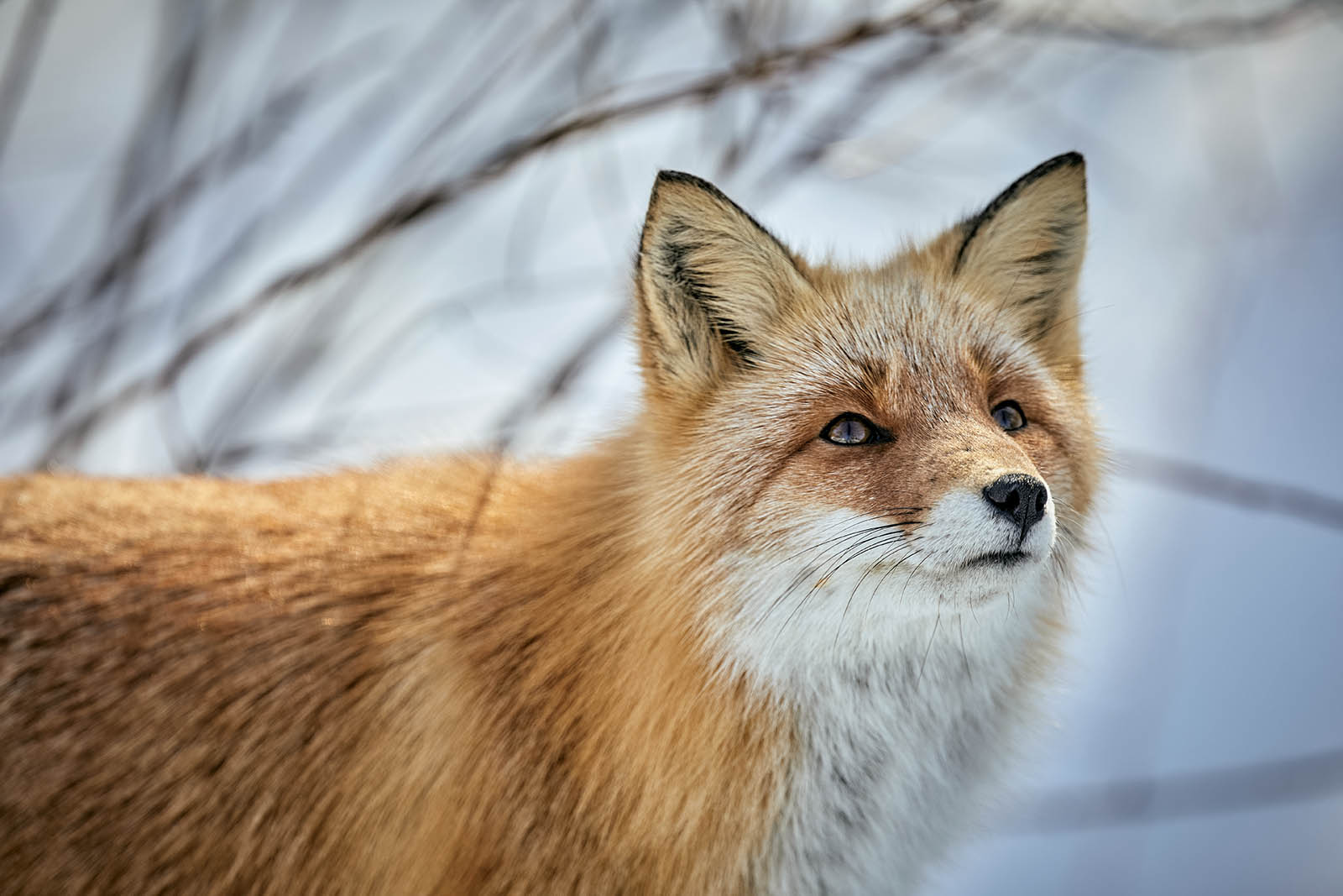Image of fox looking upward