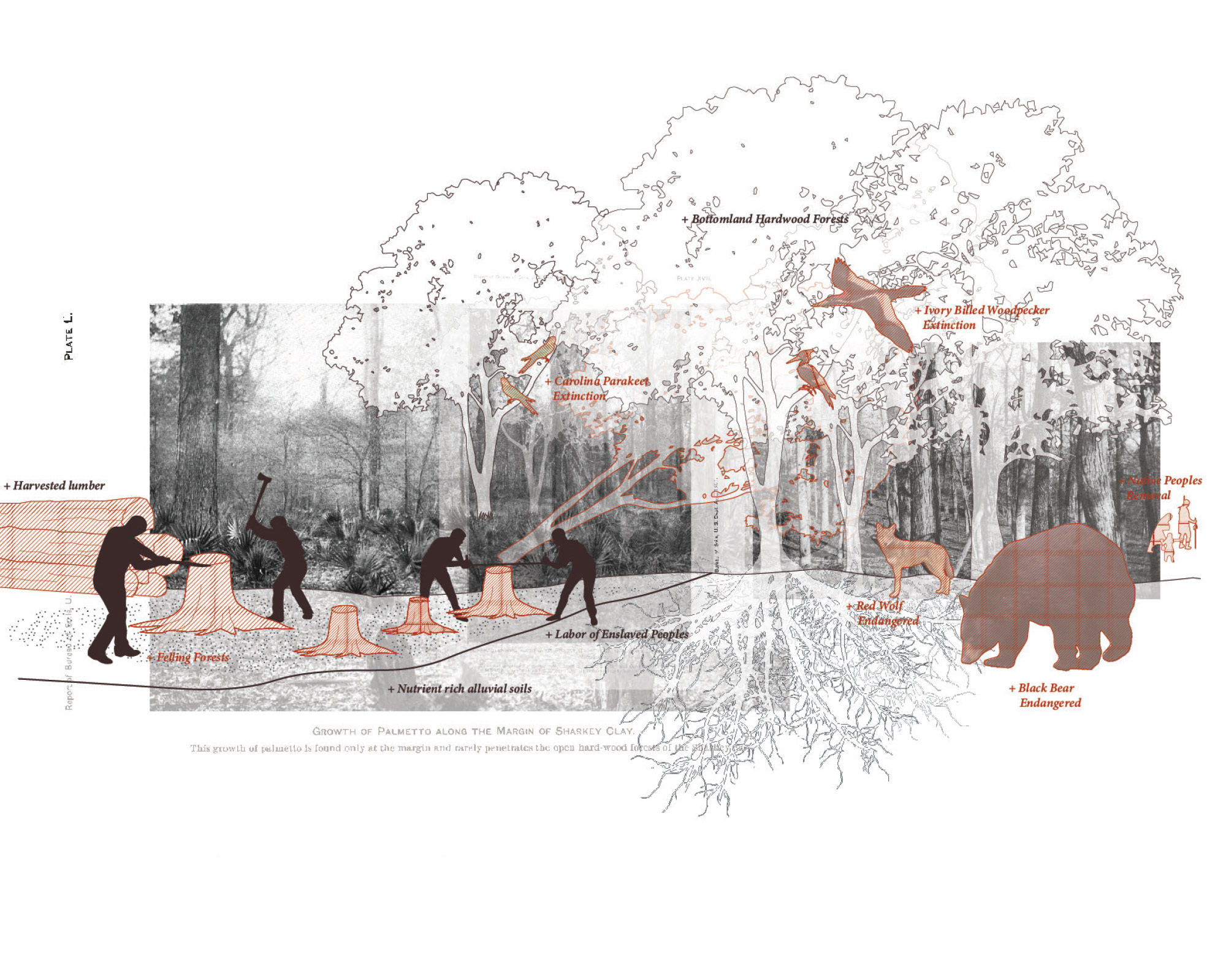 Line drawing showing diagramming clearing of forest in the Mississippi Yazoo Delta