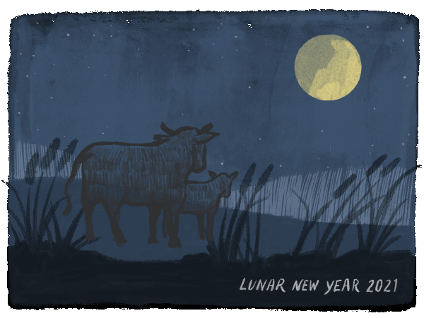 Ox moving through fields of reeds at night.