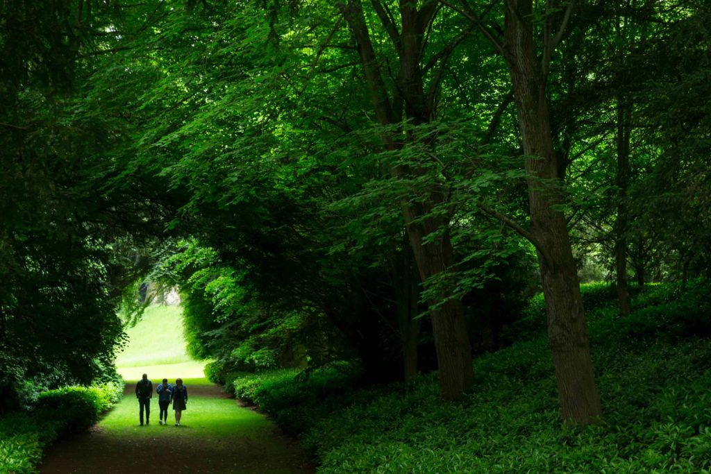 Green natural archway in a forested path