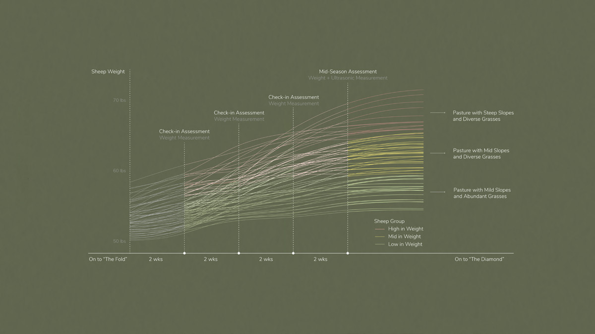 Graph diagram explaining the grouping and assessment mechanism for the sheep.