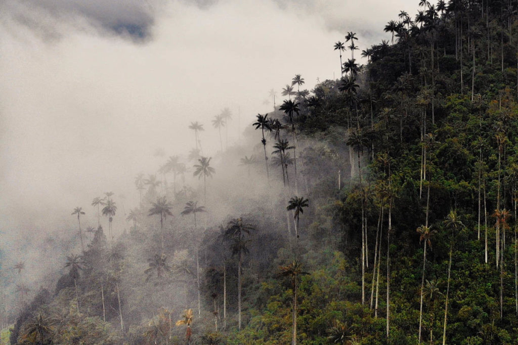 Tropical Landscape