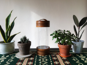 A tabletop with a clear cylinder with wooden end caps in the center, and houseplants on either side of it.
