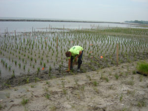 Revegetation of coastal wetlands with Spartina sp. in eastern USA 