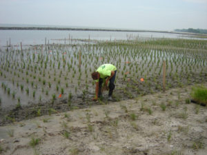 Revegetation of coastal wetlands with Spartina sp. in eastern USA