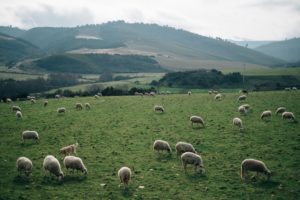 Sheep grazing the fields in Serra da Estrela, Portugal