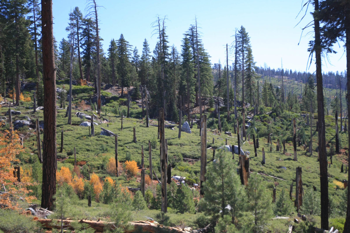 A forested slope under recovery after wildfire, along Tioga Road in Yosemite National Park, USA