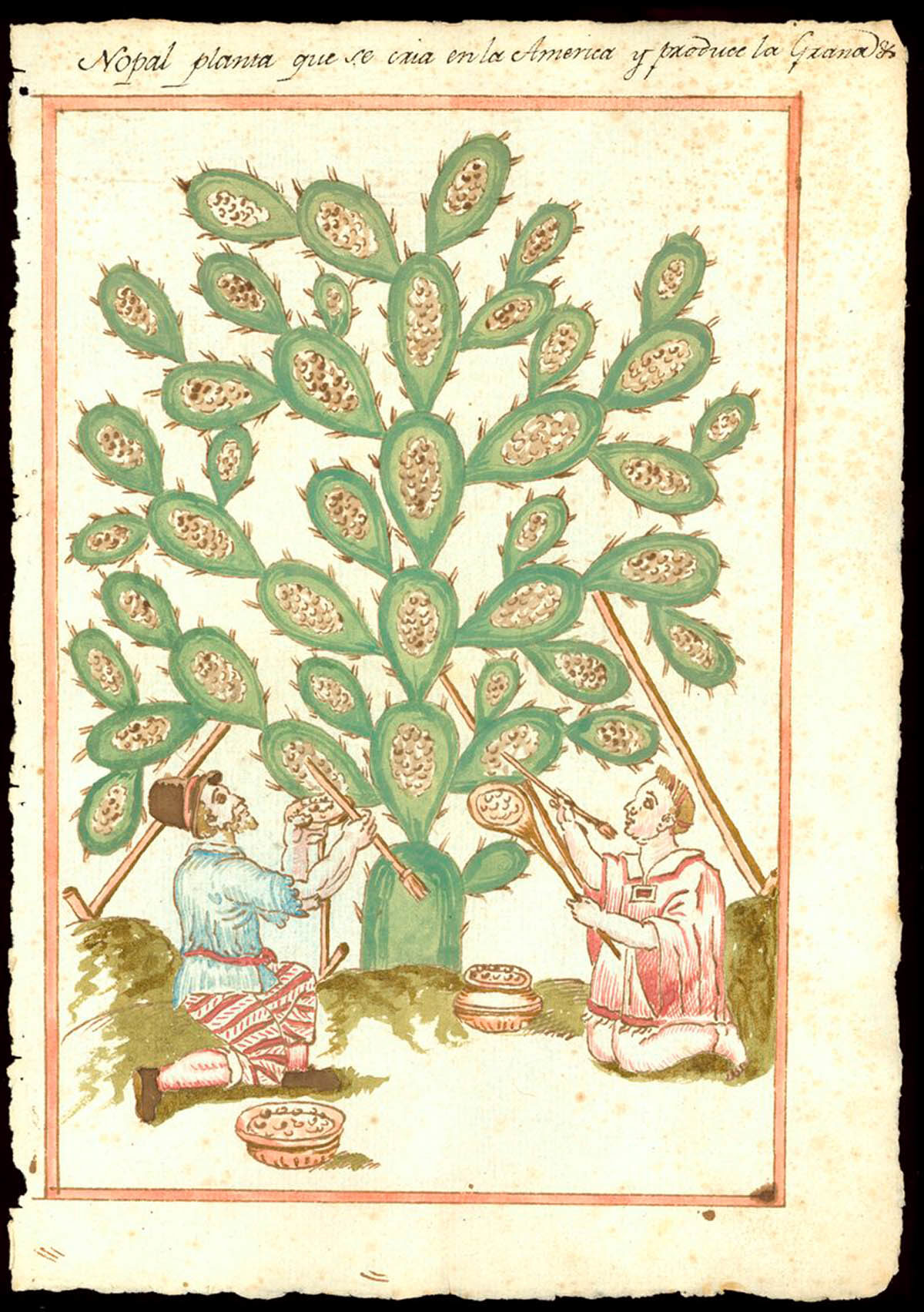 Image from book that has an illustration of two figures harvesting cochineal from a cactus.