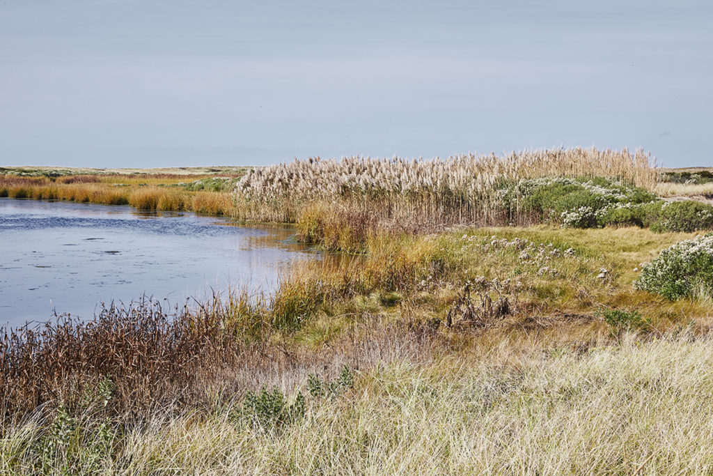 Flora and vegetation of the island next to a body of water.