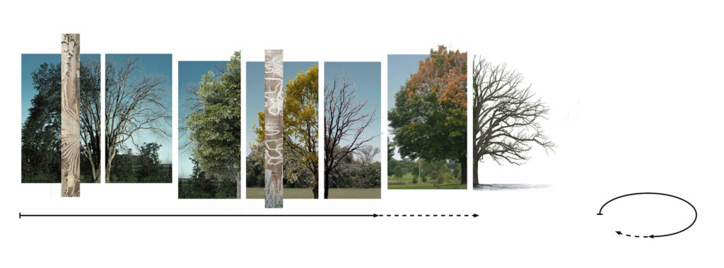 Collage of trees with details of bark with ash. A line points to the right, becomes dotted, and then circles.