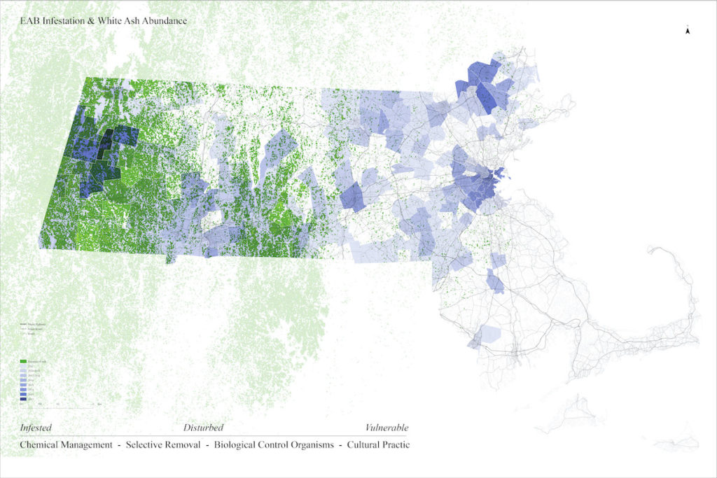 Map of Massachusetts showign EAB Infestation and white ash abundance from 2012 to 2021. The presence of ash is concentrated in western Mass.