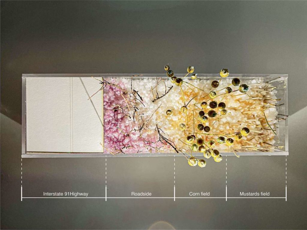 A model photographed from above showing vegetation along the Interstate 91 Highway, roadside, corn field, and mustard field. 