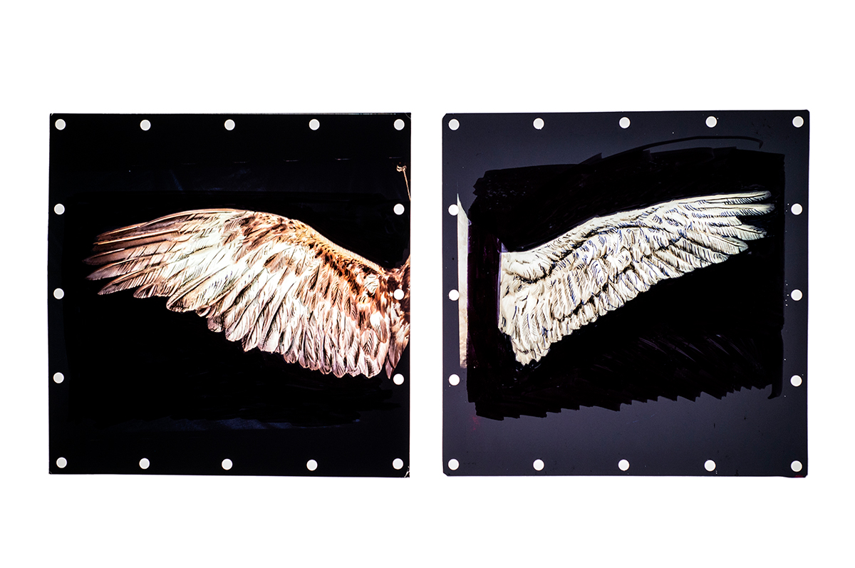 A detail of the light box showing two images of bird wings.