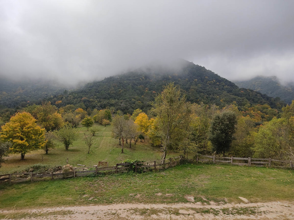 A tree-covered hill topped with fog.