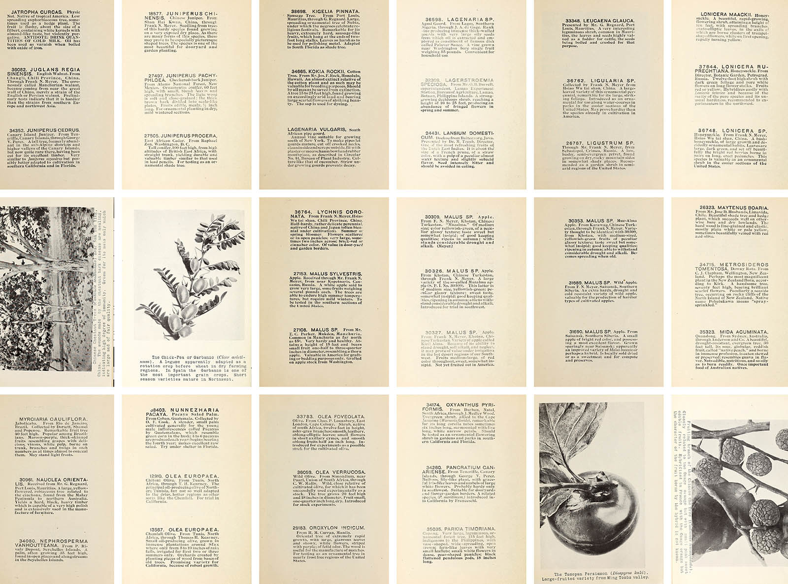 Pages from US Office of Foreign Seed and Plant Introduction's, New Plant Introductions 1914–1915 (Washington: Government Printing Office, 1915), 73-90, featuring electrotyped descriptions of imported plants sent to SPI cooperators, each with its assigned Plant Introduction (PI) Number.