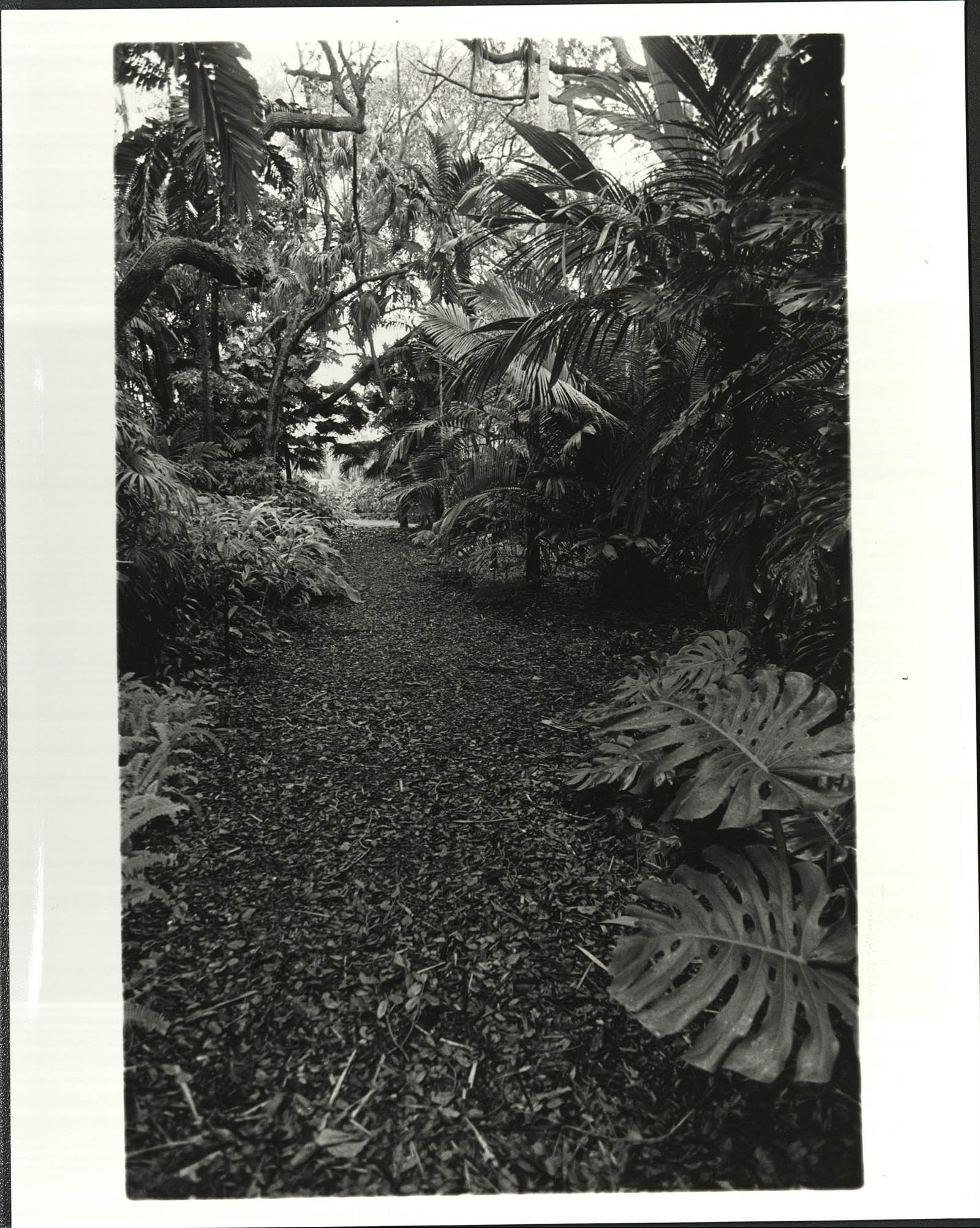 Black and White image of plants at the Fairchild Tropical Garden in Coral Gables Florida