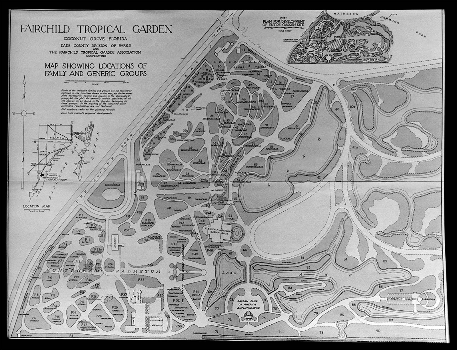 The Fairchild Tropical Garden in Coral Gables, FL, designed by William Lyman Phillips and dedicated to SPI founder and tropical plant enthusiast David Fairchild. This 1943 plan shows the spatial arrangement of plants arranged by family and genera. Inset map on left shows location of Garden in relation to Biscayne Bay. Left: An informal path in the Garden. Source: William Lyman Phillips Papers, Frances Loeb Library Special Collections, Box 1.