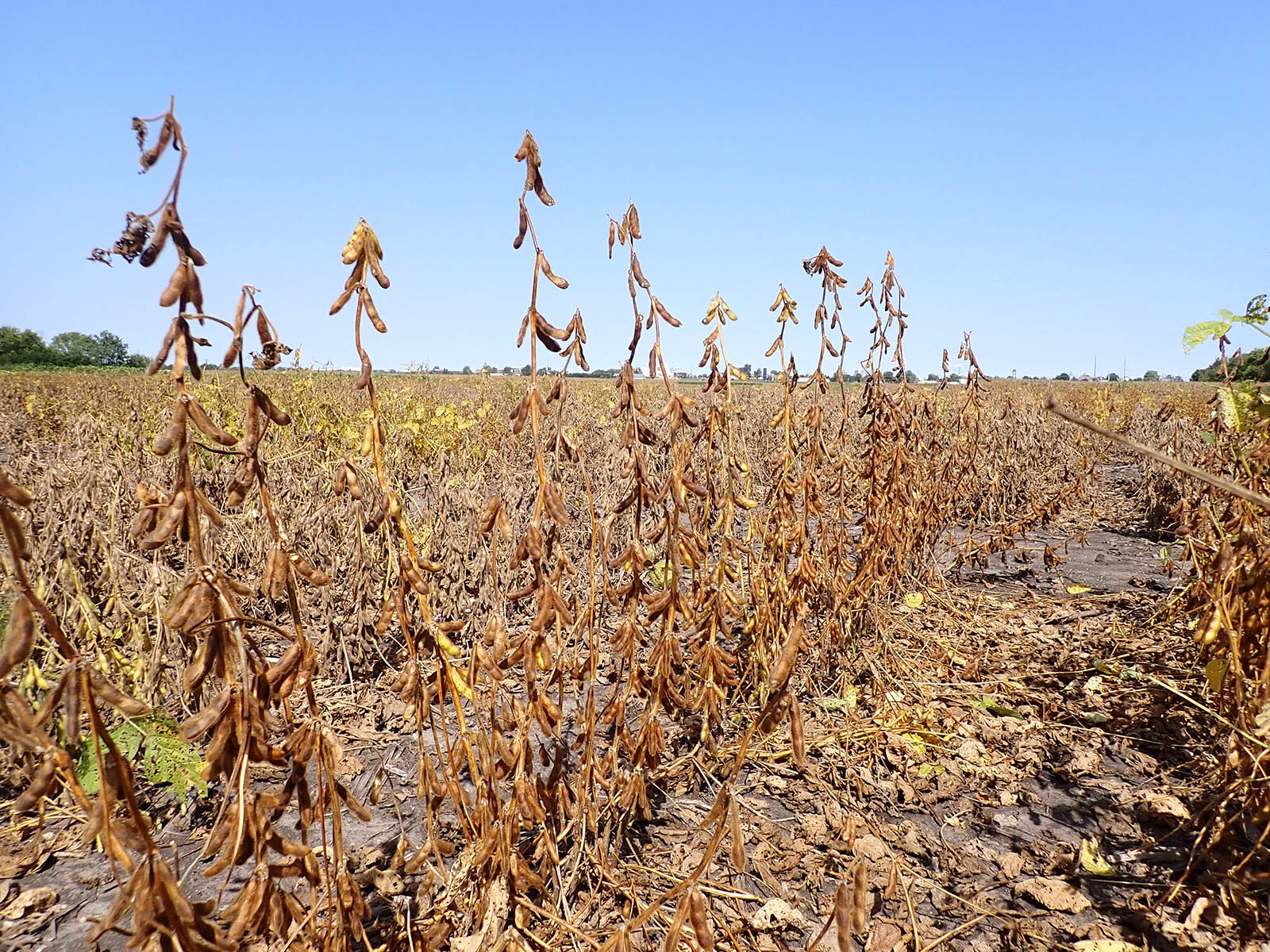 Photograph showing soybean plant in a field
