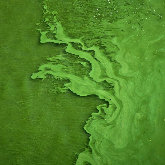 Abstract image of bright green algae