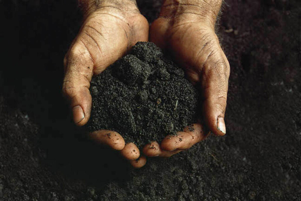 Two Black hands hold a pile of soil.