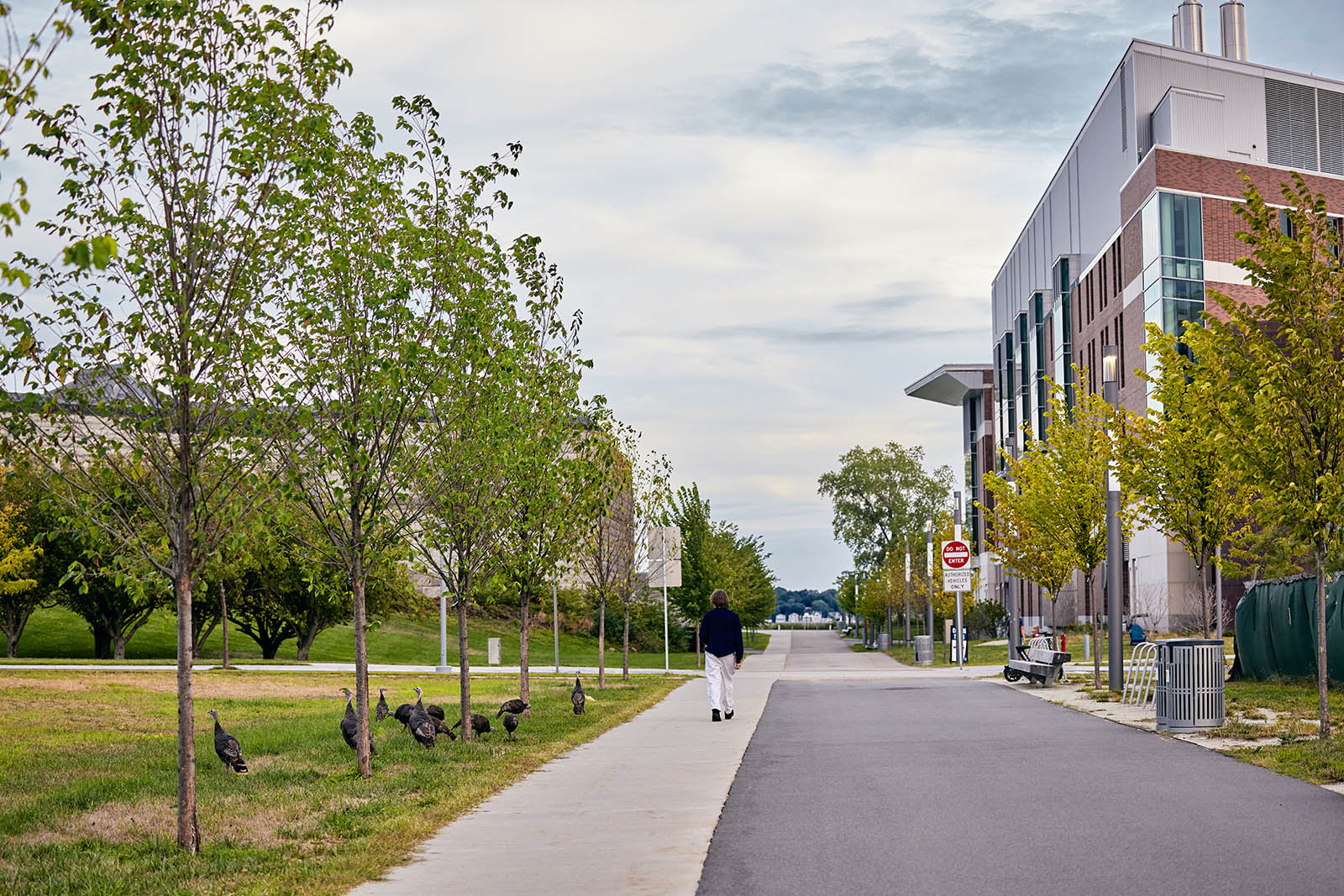 Photo showing an paved path with a male walking with it's back towards the camera. A flock of turkeys is showing on the left and a building to the right of the path