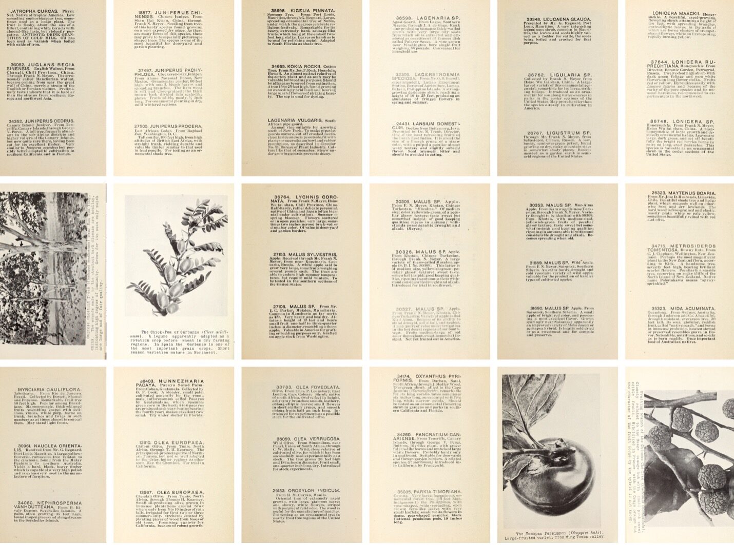 An aged array of book pages that illustrate, name and describe plans.