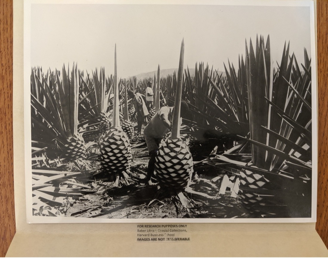An aged framed photo of pinapple plants