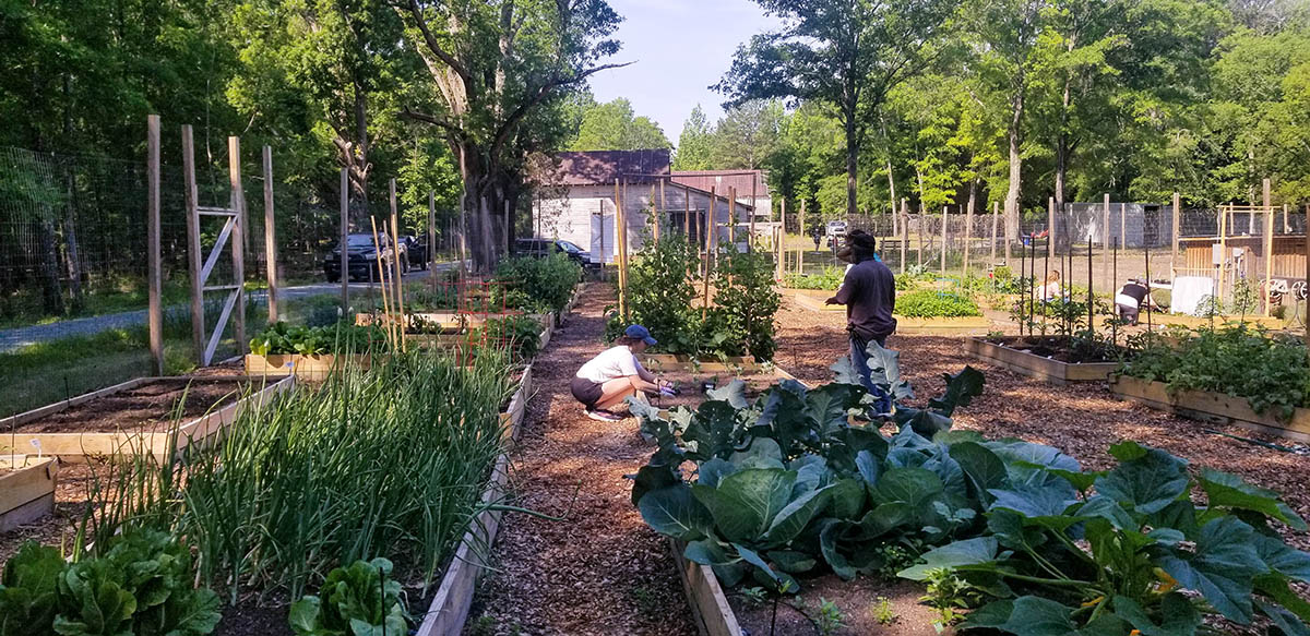A few people work in a large community garden.