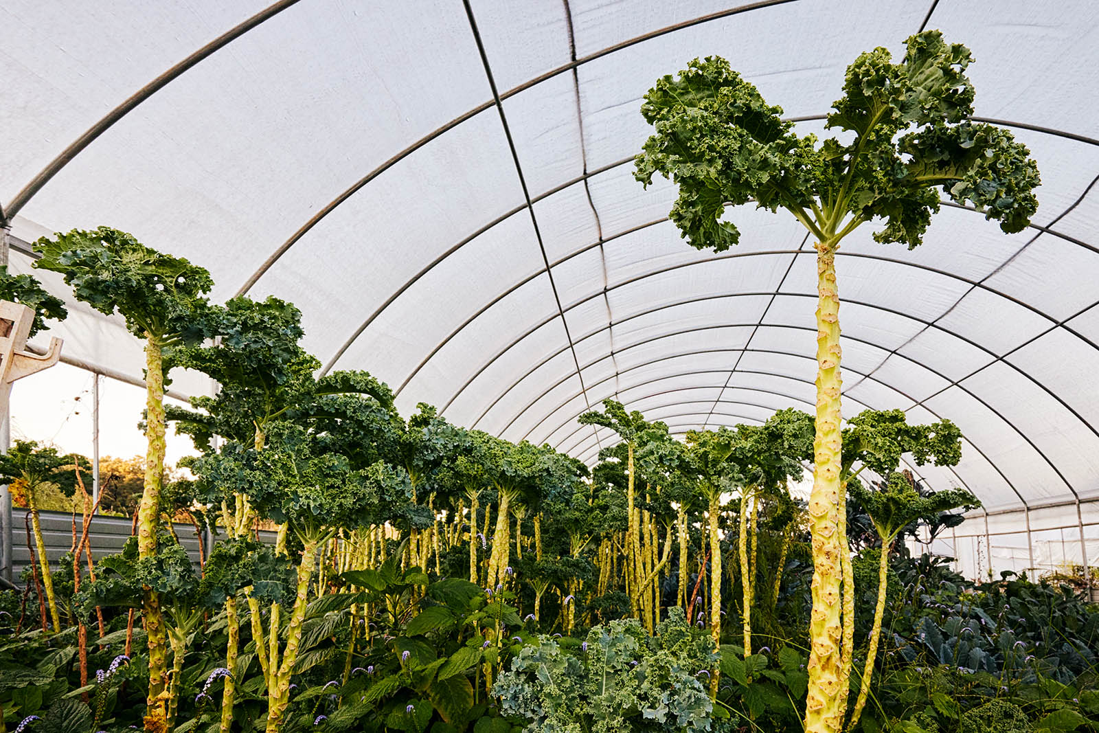 Photo of growing kale in a greenhouse