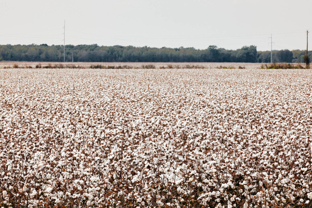 Photo of cotton field