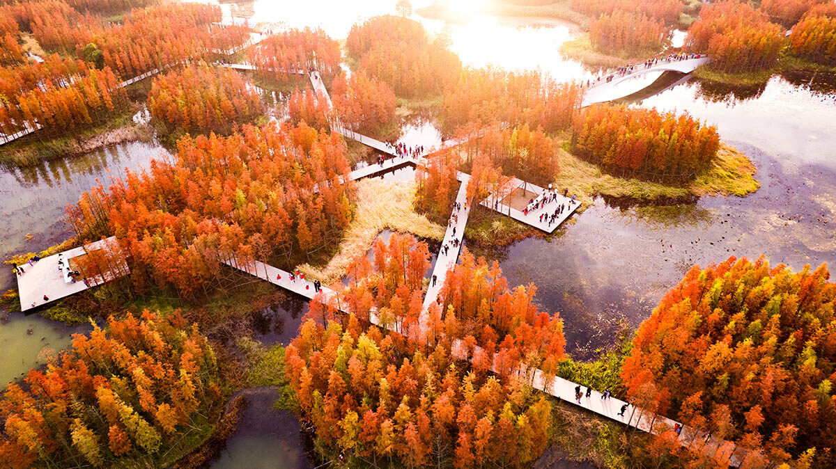 People stand on a pathway across water, between many orange and yellow trees.