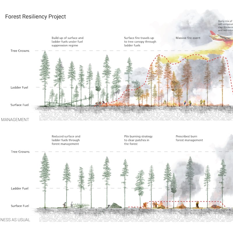 Schematic during and after a forest fire.